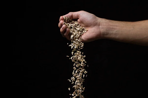 Sunflower seeds on a black background. Seeds are falling from a man's hand. Peeled sunflower seeds