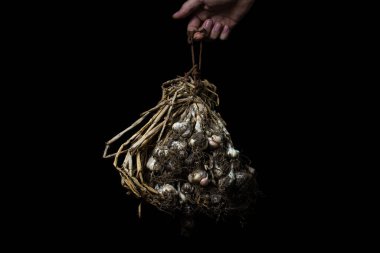 Siyah arka planda sarımsak. Toprak parçalı kurutulmuş sarımsak. Adamın eli bir demet sarımsak tutuyor.