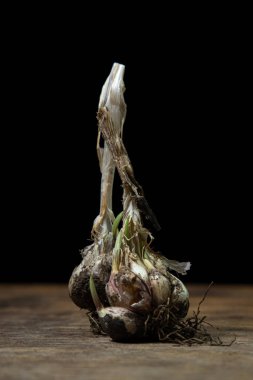 Siyah arka planda sarımsak. Sarımsaktan çıkan mikroplar. Sağlıklı sebze