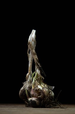 Siyah arka planda sarımsak. Sarımsaktan çıkan mikroplar. Sağlıklı sebze