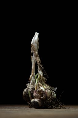 Siyah arka planda sarımsak. Sarımsaktan çıkan mikroplar. Sağlıklı sebze