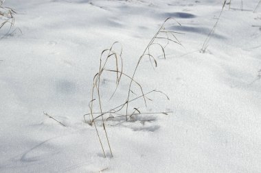 Karda kuru çimenler. Kar doğayı kapladı. Minimalizm tarzında kış fotoğrafçılığı