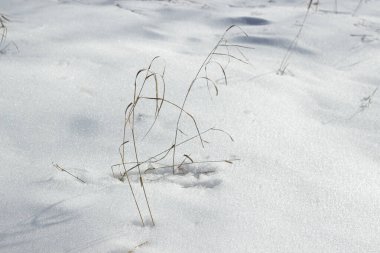 Karda kuru çimenler. Kar doğayı kapladı. Minimalizm tarzında kış fotoğrafçılığı