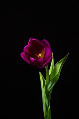 Karanlık bir arka planda lale. Siyah arka planda leylak lale. Bahar Çiçeği.