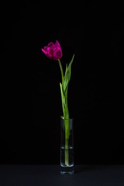 Karanlık bir arka planda lale. Siyah arka planda bir çiçek. Bahar Çiçeği. Bir bardak suda lale..