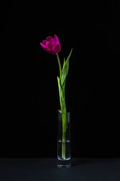 Karanlık bir arka planda lale. Siyah arka planda bir çiçek. Bahar Çiçeği. Bir bardak suda lale..