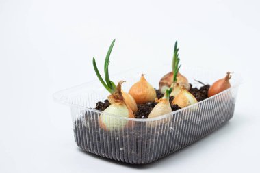 Plastik bir kabın içinde soğan yetiştiriyorlar. Plastik ürünlerin geri dönüşümü. Apartmanda mutfak bahçesi var. Beyaz arkaplanda soğan