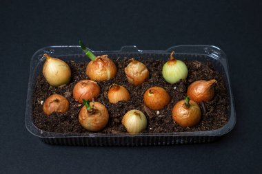 Plastik bir kabın içinde soğan yetiştiriyorlar. Plastik ürünlerin geri dönüşümü. Apartmanda mutfak bahçesi var. Siyah arkaplanda soğan