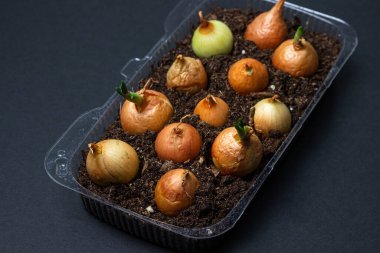 Plastik bir kabın içinde soğan yetiştiriyorlar. Plastik ürünlerin geri dönüşümü. Apartmanda mutfak bahçesi var. Siyah arkaplanda soğan