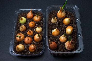 Plastik bir kabın içinde soğan yetiştiriyorlar. Plastik ürünlerin geri dönüşümü. Apartmanda mutfak bahçesi var. Siyah arkaplanda soğan