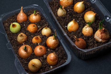 Plastik bir kabın içinde soğan yetiştiriyorlar. Plastik ürünlerin geri dönüşümü. Apartmanda mutfak bahçesi var. Siyah arkaplanda soğan