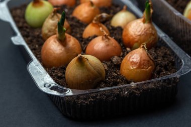 Plastik bir kabın içinde soğan yetiştiriyorlar. Plastik ürünlerin geri dönüşümü. Apartmanda mutfak bahçesi var. Siyah arkaplanda soğan