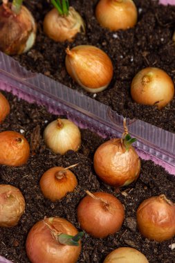 Plastik bir kabın içinde soğan yetiştiriyorlar. Plastik ürünlerin geri dönüşümü. Apartmanda mutfak bahçesi var. Pembe arkaplanda soğan