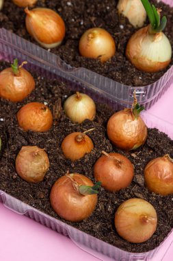 Plastik bir kabın içinde soğan yetiştiriyorlar. Plastik ürünlerin geri dönüşümü. Apartmanda mutfak bahçesi var. Pembe arkaplanda soğan