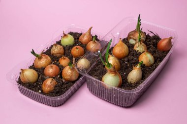 Plastik bir kabın içinde soğan yetiştiriyorlar. Plastik ürünlerin geri dönüşümü. Apartmanda mutfak bahçesi var. Pembe arkaplanda soğan