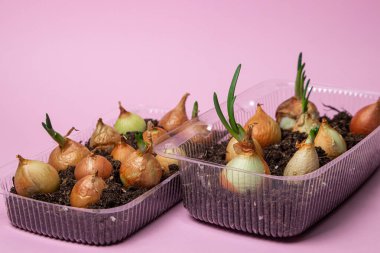 Plastik bir kabın içinde soğan yetiştiriyorlar. Plastik ürünlerin geri dönüşümü. Apartmanda mutfak bahçesi var. Pembe arkaplanda soğan