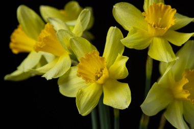 Siyah arka planda nergisler. Koyu arkaplanda sarı çiçekler. İlk bahar çiçekleri