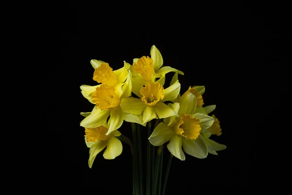 黑色背景上的水仙花黑色背景下的黄色花朵 初春的花朵 — 图库照片