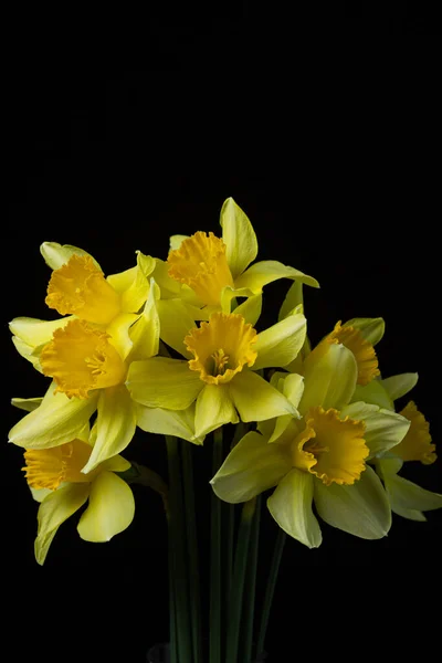 Daffodils Fundo Preto Flores Amarelas Fundo Escuro Primeiras Flores Primavera — Fotografia de Stock