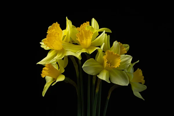 Narcisos Sobre Fondo Negro Flores Amarillas Sobre Fondo Oscuro Primeras —  Fotos de Stock