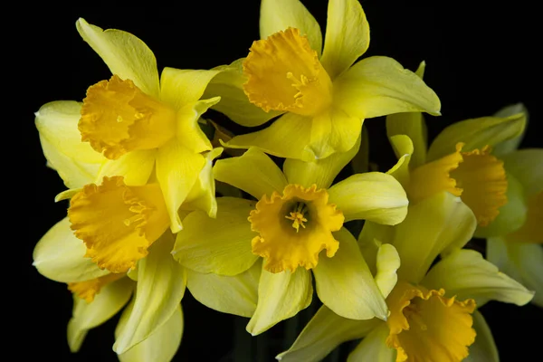 Нарциссы Черном Фоне Желтые Цветы Темном Фоне Первые Весенние Цветы — стоковое фото
