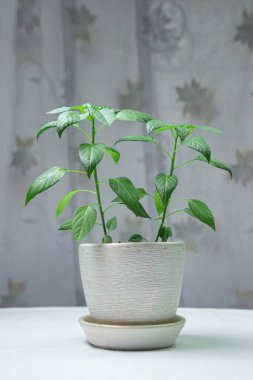 Beyaz arka planda yeşil bitki. Kapalı alan bitkisi. Çiçek saksısında genç bitki