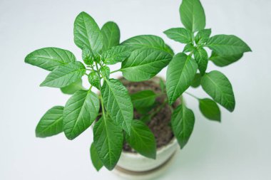 Beyaz arka planda yeşil bitki. Kapalı alan bitkisi. Çiçek saksısında genç bitki