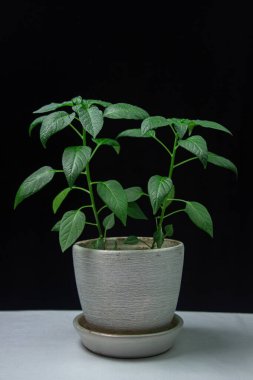 Siyah arka planda yeşil bir bitki. Bitkinin yapraklarına su damlaları düşer. Karanlık arka planda bir bitkinin yaprakları