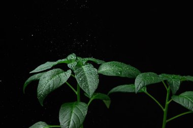 Siyah arka planda yeşil bir bitki. Bitkinin yapraklarına su damlaları düşer. Karanlık arka planda bir bitkinin yaprakları