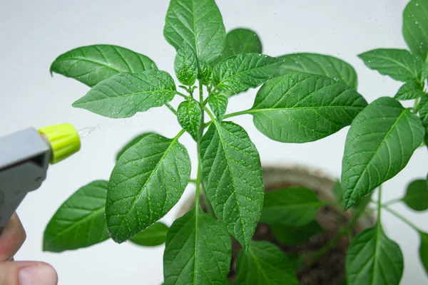 Green plant on a white background. Indoor plant. Young plant in flower pot