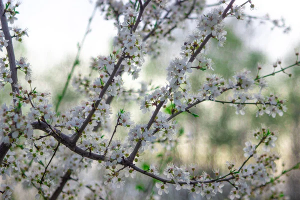 White flowers on trees, photo with shallow depth of field. A branch of a blossoming tree. Spring nature wallpaper. Flowering fruit tree