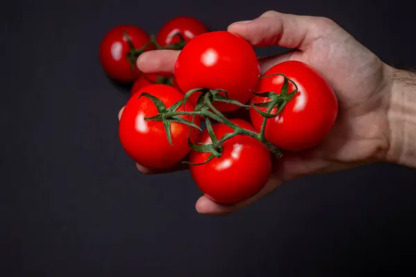 Pomodori Sfondo Nero Mano Tiene Pomodori Uno Sfondo Scuro Ortaggi — Foto Stock