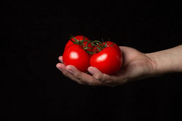 Pomodori Sfondo Nero Mano Tiene Pomodori Uno Sfondo Scuro Ortaggi — Foto Stock