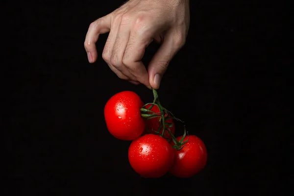 Tomates Fundo Preto Mão Mantém Tomates Contexto Escuro Produtos Hortícolas — Fotografia de Stock