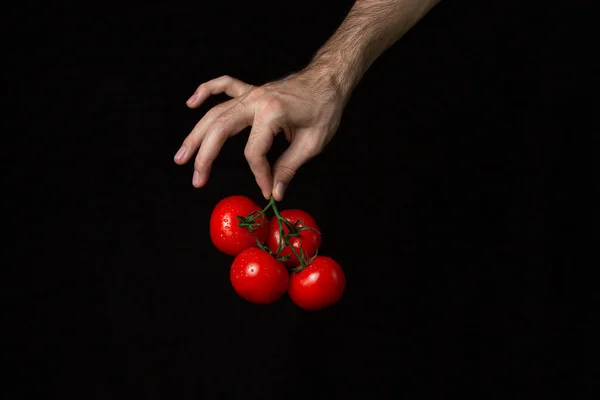 Tomates Fundo Preto Mão Mantém Tomates Contexto Escuro Produtos Hortícolas — Fotografia de Stock