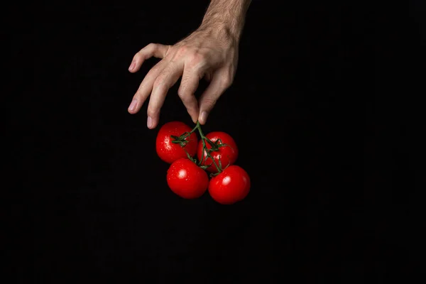 Tomates Fundo Preto Mão Mantém Tomates Contexto Escuro Produtos Hortícolas — Fotografia de Stock