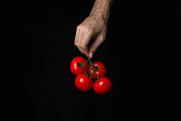 Tomatoes Black Background Hand Holds Tomatoes Dark Background Ripe Fresh — Stock Photo, Image