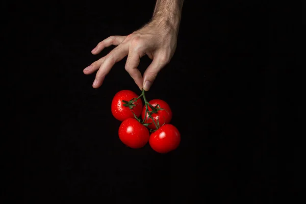 Tomates Fundo Preto Mão Mantém Tomates Contexto Escuro Produtos Hortícolas — Fotografia de Stock