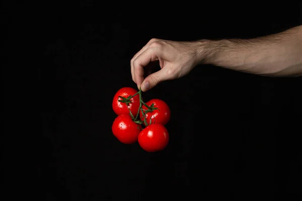 Tomates Fundo Preto Mão Mantém Tomates Contexto Escuro Produtos Hortícolas — Fotografia de Stock