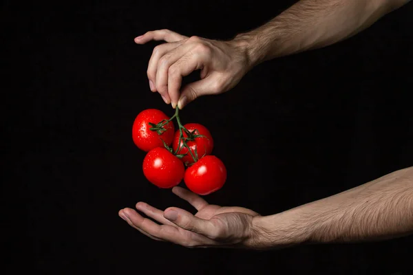 Tomatoes on a black background. Hand holds tomatoes on a dark background. Ripe fresh vegetables.