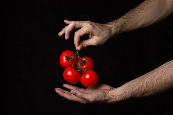Pomodori Sfondo Nero Mano Tiene Pomodori Uno Sfondo Scuro Ortaggi — Foto Stock