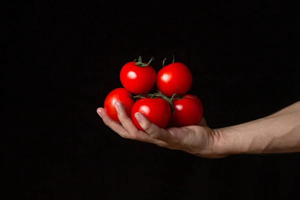 Tomates Fundo Preto Mão Mantém Tomates Contexto Escuro Produtos Hortícolas — Fotografia de Stock