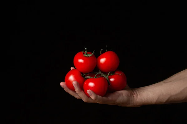 Tomates Fundo Preto Mão Mantém Tomates Contexto Escuro Produtos Hortícolas — Fotografia de Stock