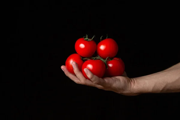 토마토는 바탕에 어두운 배경에 토마토를 야채를 삶는다 — 스톡 사진