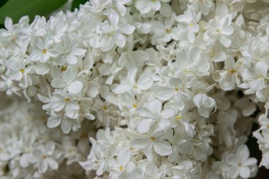 Siyah arka planda beyaz leylak. Bahar çiçekleri. Esmer arka planda leylak