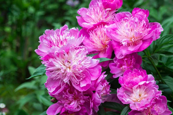 Pink Peonies Garden Beautiful Spring Flowers Flower Garden — Stok fotoğraf