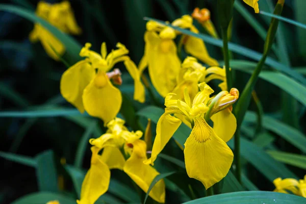 Yellow Irises Beautiful Spring Flowers Flower Garden — 스톡 사진