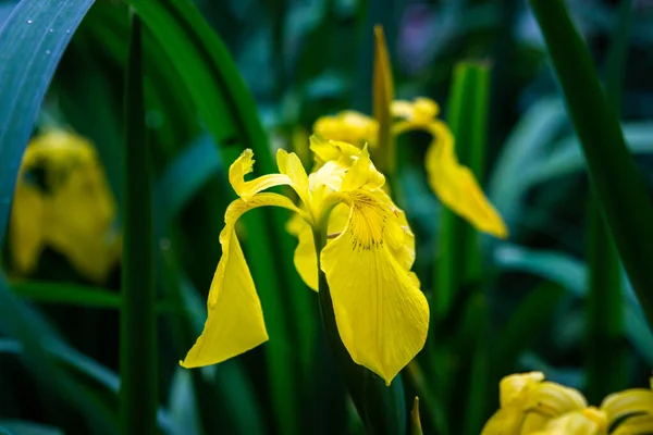 Желтые Ирисы Красивые Весенние Цветы Цветочный Сад — стоковое фото