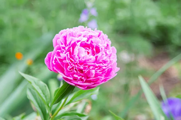 Розовый Пион Саду Красивые Весенние Цветы Цветочный Сад — стоковое фото
