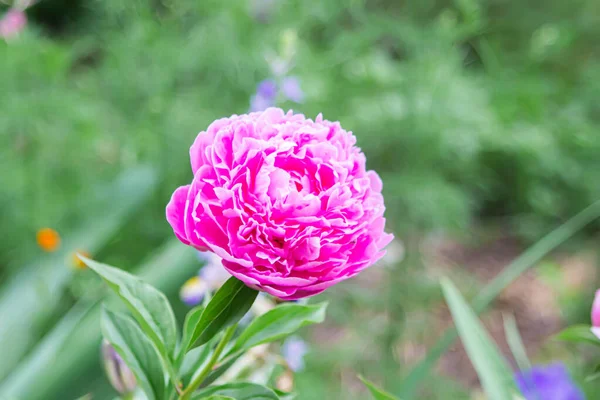 Pink Peony Garden Beautiful Spring Flowers Flower Garden — Zdjęcie stockowe